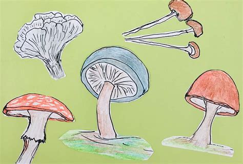 The magic of mushrooms book